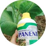 Petani Tembakau