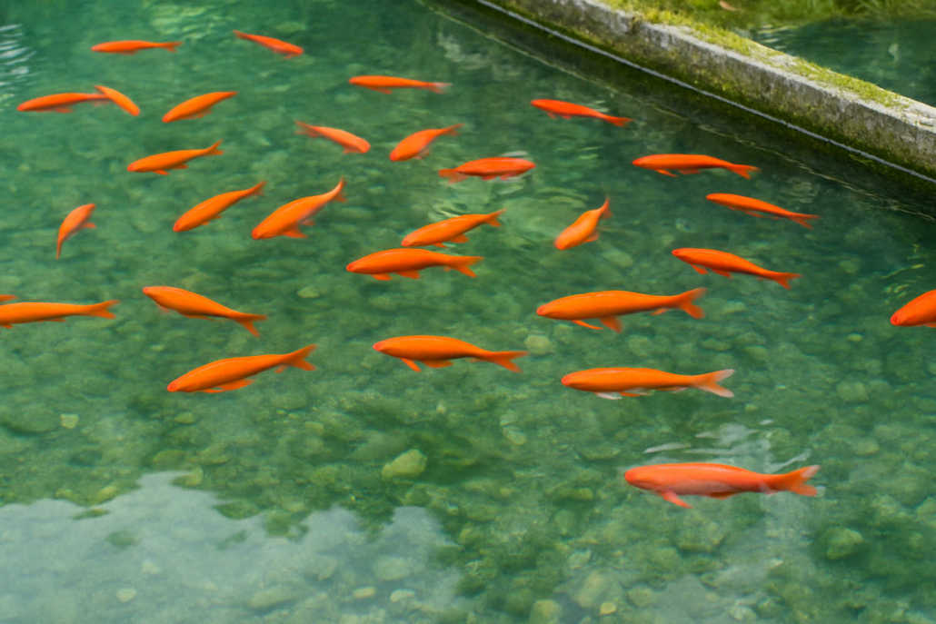 Cocok untuk Kolam Ikan